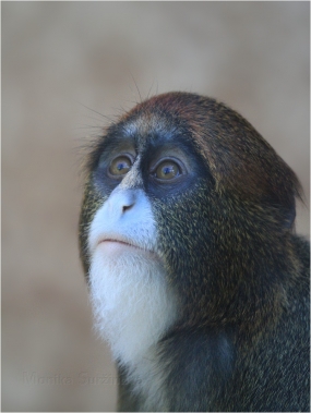 <p>KOČKODAN BRAZZŮV (Cercopithecus neglectus), ZOO Ústí nad Labem</p>